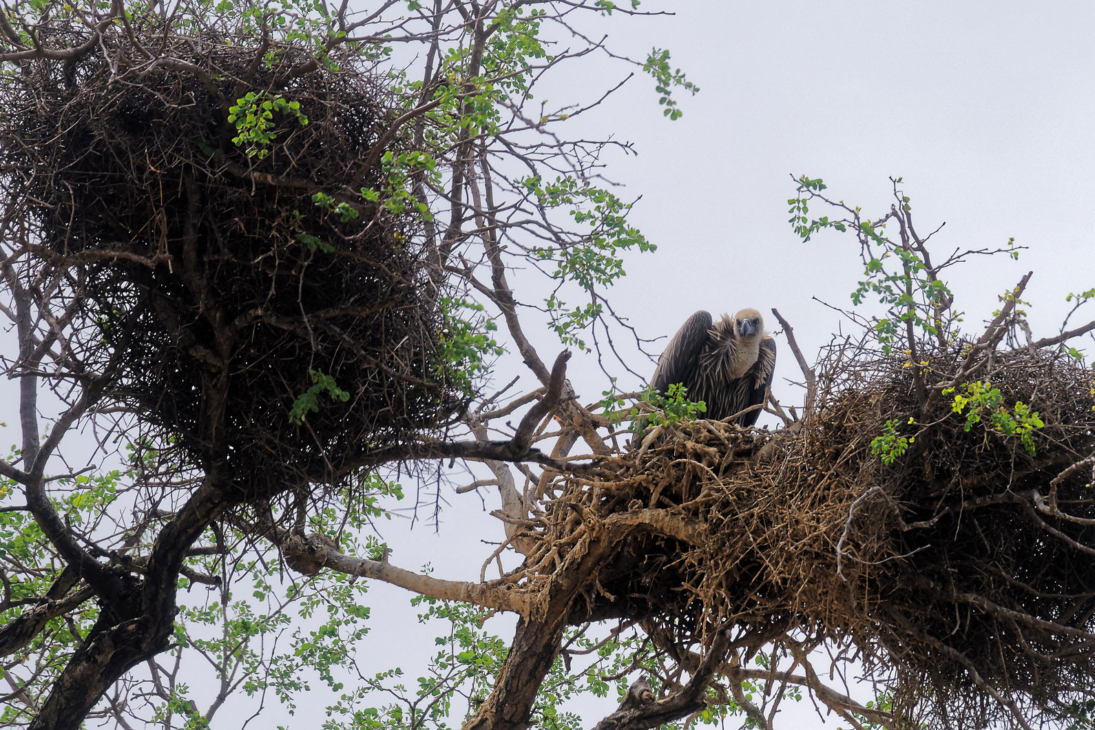 20161112 103844 Weißrückengeier